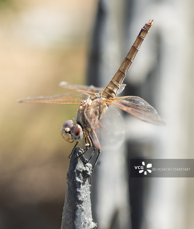 蜻蜓在树枝上的特写图片素材