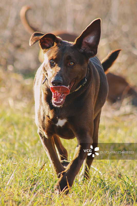 站在田野上的混血人肖像图片素材