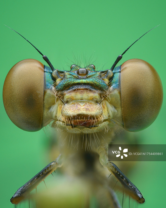 昆虫特写图片素材