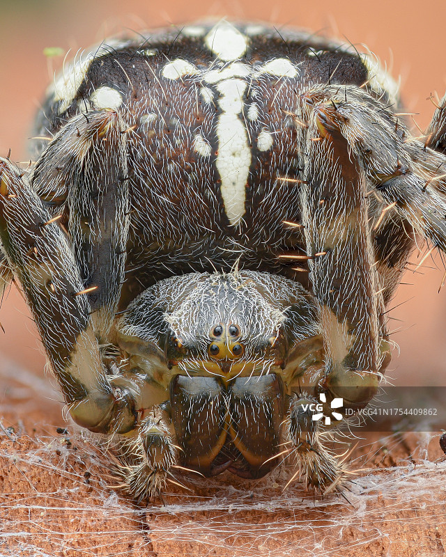 蜘蛛特写图片素材