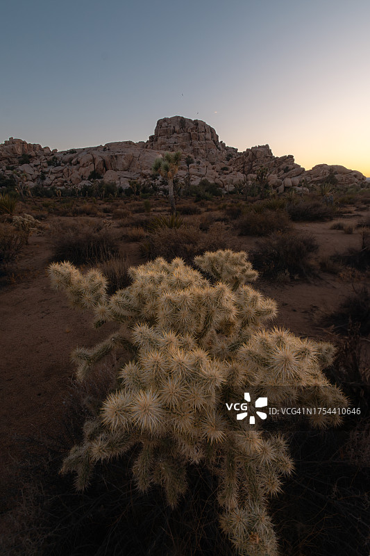 约书亚树国家公园沙漠风光，美国加利福尼亚州图片素材