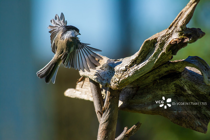 栖息在树枝上的山雀特写图片素材