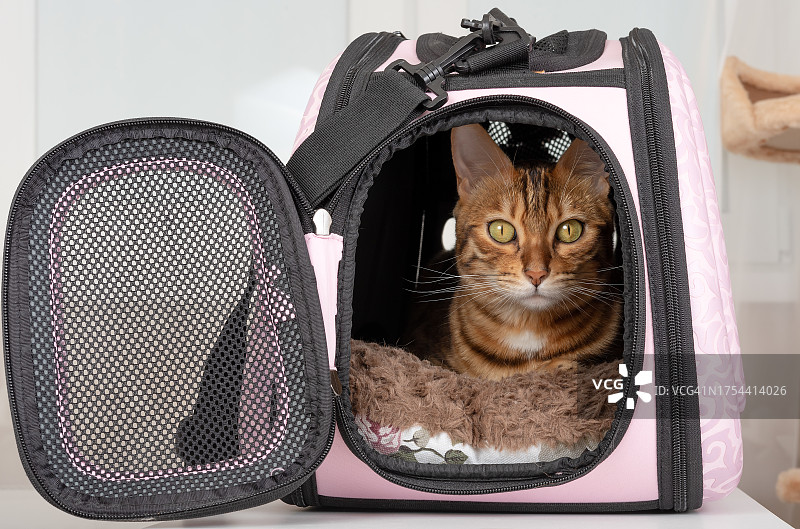 猫咪坐在纸箱里的特写肖像图片素材