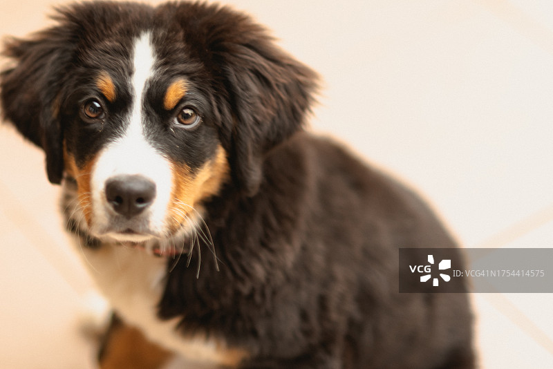 伯恩山犬和圣伯纳犬的特写肖像，罗马尼亚图片素材