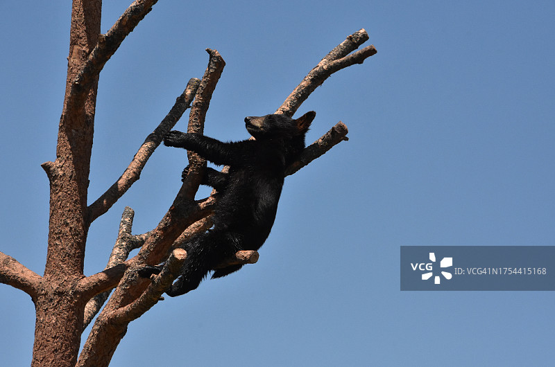 低角度仰视晴朗蓝天下的光秃树木图片素材