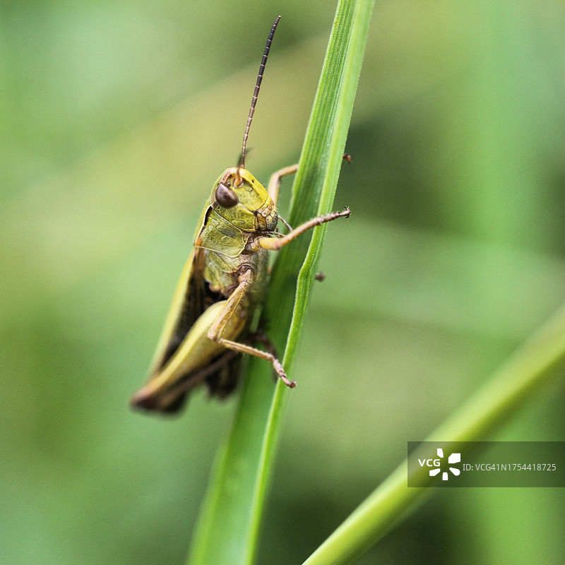 昆虫在植物上的特写图片素材