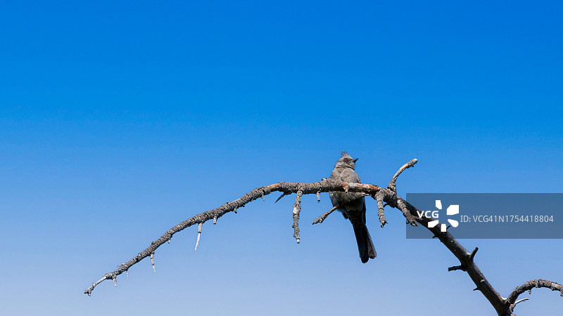 美国加州克莱蒙特：低角度拍摄的蓝天树枝栖息鸟图片素材