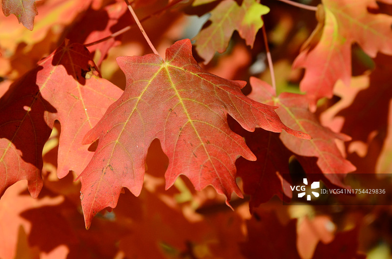 美国枫叶特写图片素材