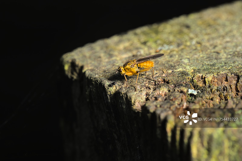 木头上的昆虫特写图片素材