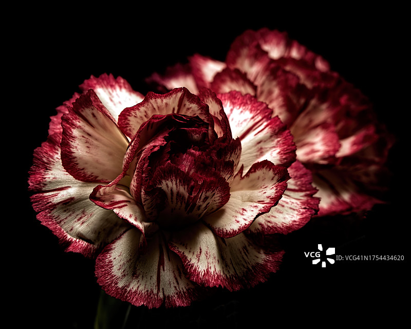 黑色背景下的凋谢玫瑰特写图片素材