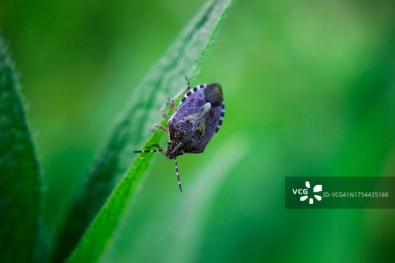 树叶上的昆虫特写图片素材