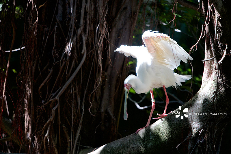 白色朱鹭栖息在树干上特写，美国加利福尼亚州圣地亚哥图片素材
