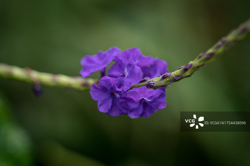 紫色开花植物特写，千橡市，加利福尼亚州，美国图片素材