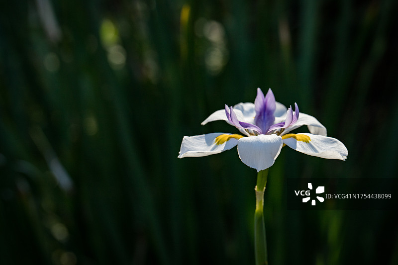 白色开花植物特写，千橡市，加利福尼亚州，美国图片素材