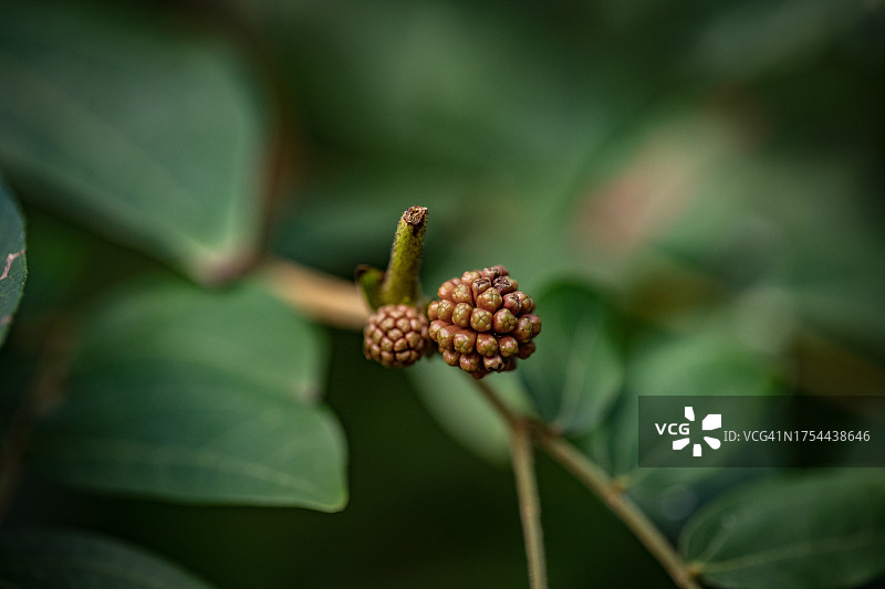 户外生长的花蕾特写，千橡市，加利福尼亚州，美国图片素材