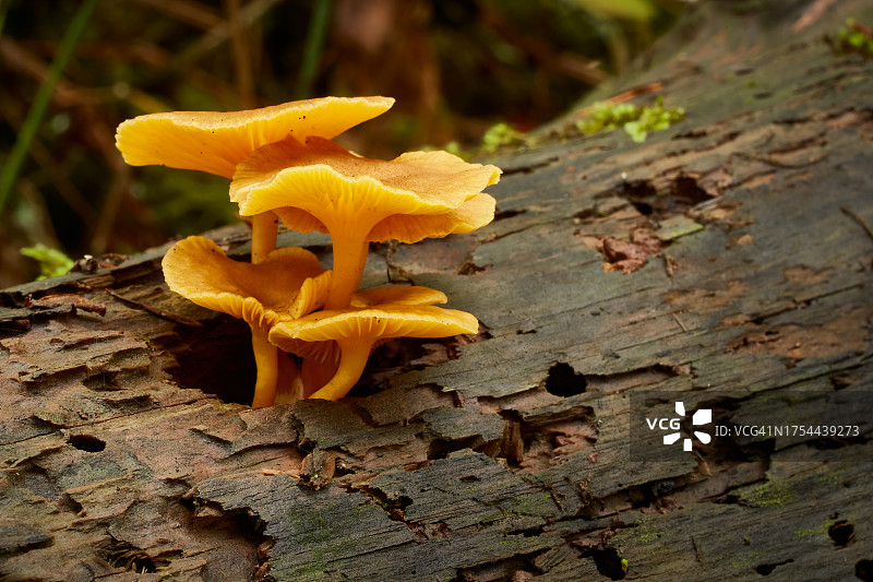 树干上生长的蘑菇特写，科瓦利斯，俄勒冈州，美国图片素材