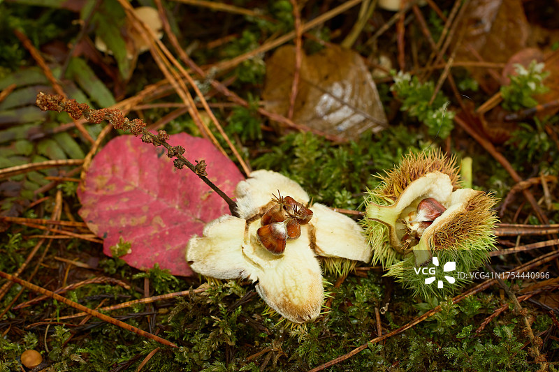 俄勒冈州科瓦利斯市田野生长的蘑菇高角度视图，美国图片素材