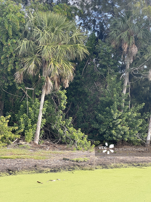 佛罗里达州池塘边的鳄鱼图片素材