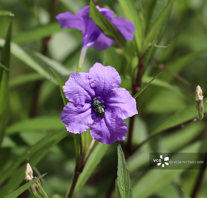 紫色开花植物特写图片素材