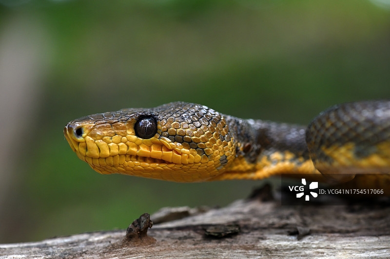 树上的蝰蛇特写图片素材