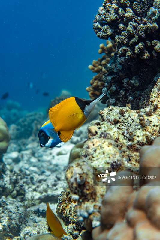 热带蝴蝶鱼在海中畅游特写图片素材
