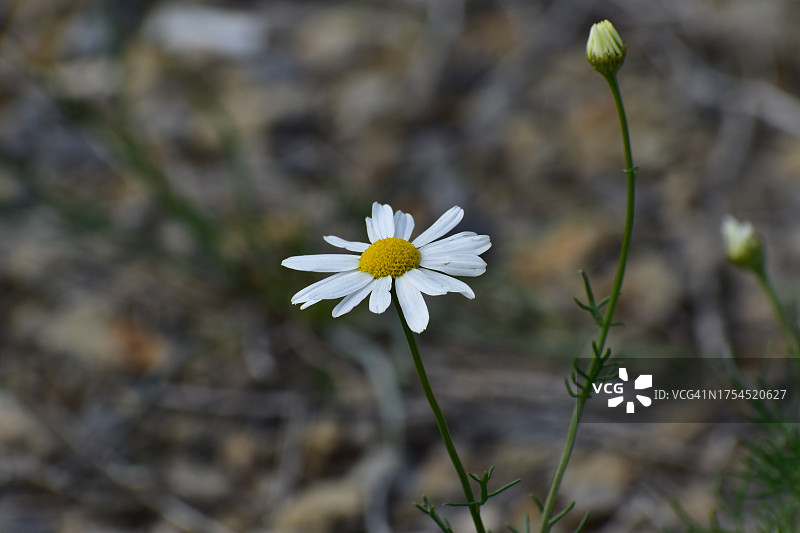 田野上白色开花植物的特写图片素材
