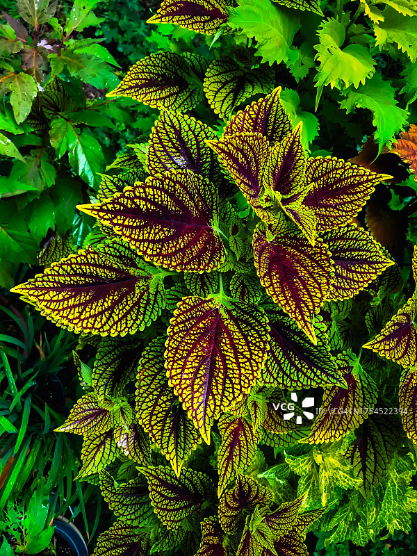 吉尔福德的植物全景，美国图片素材