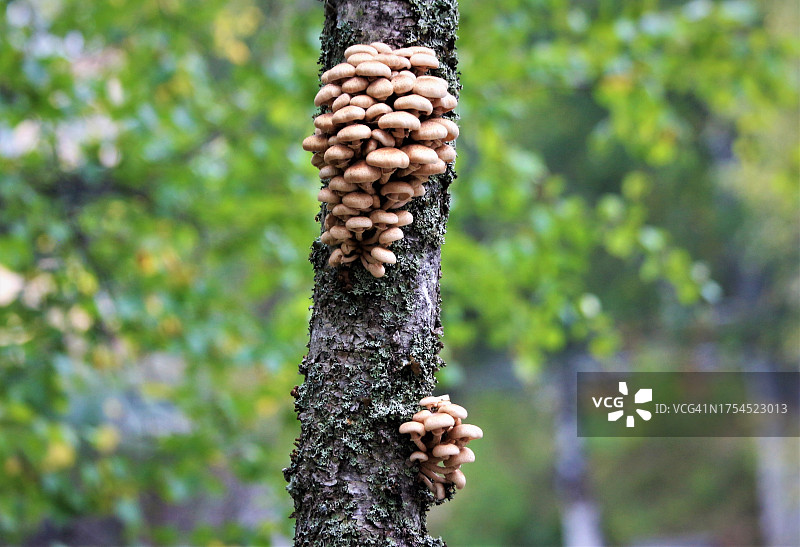 芬兰维尔普拉树干上的松果特写图片素材