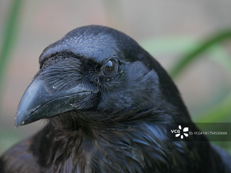 乌鸦的特写图片素材