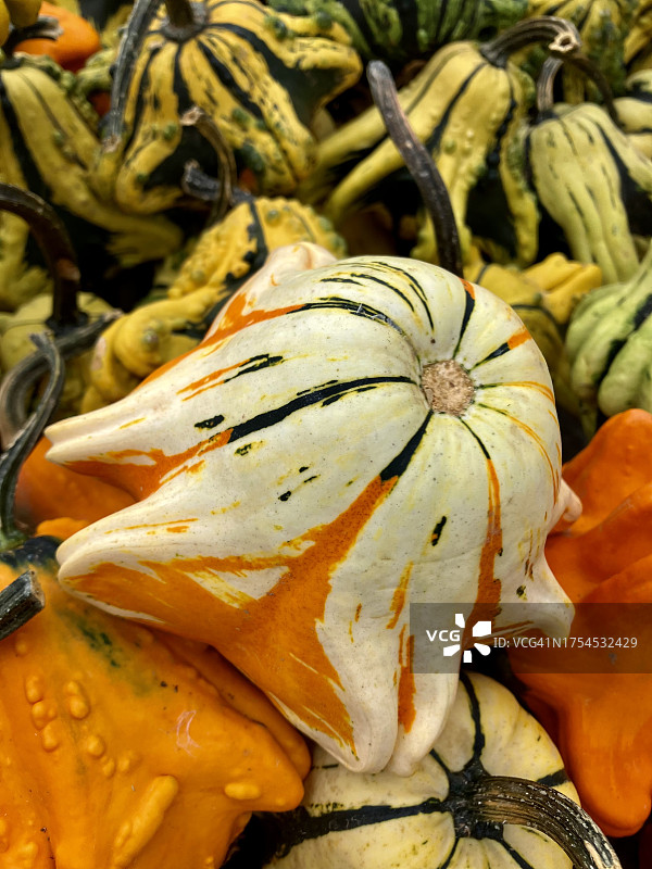 美国肯塔基州斯科特县市场出售的南瓜全画幅照片图片素材