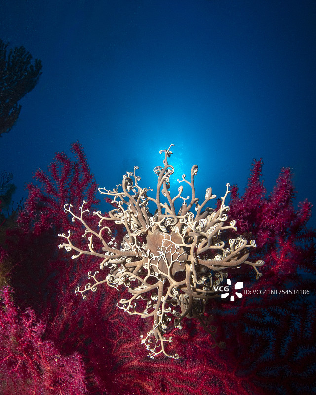 蓝色天空下被照亮的圣诞树的仰视视角图片素材