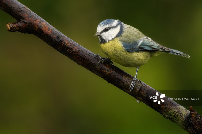 特写：山雀栖息在树枝上图片素材