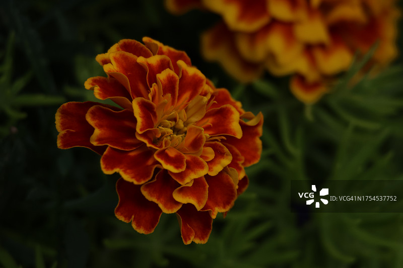 橙色万寿菊花朵特写图片素材