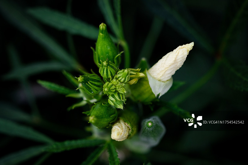 马来西亚白色花卉植物特写图片素材