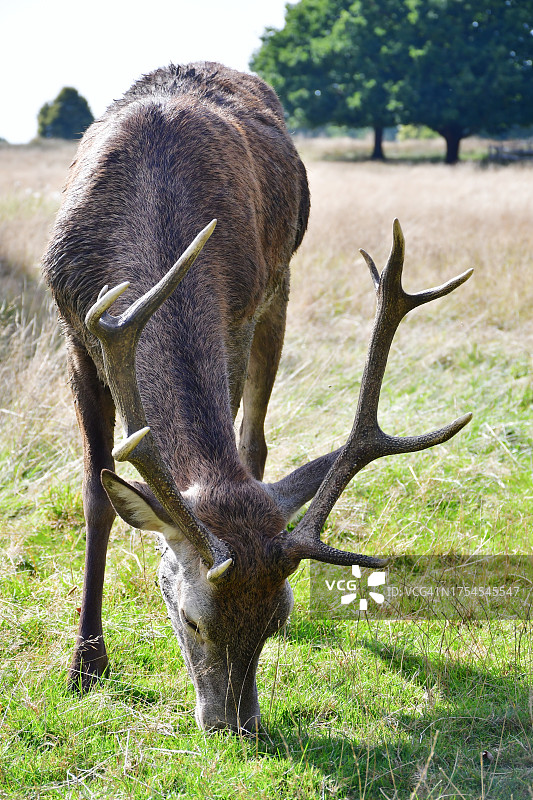 田野上白色动物的侧面图图片素材
