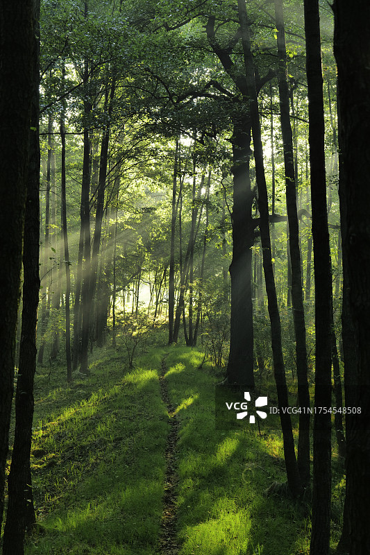 森林中的树木图片素材
