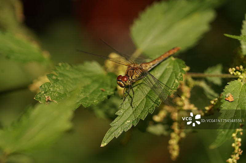 荷兰芬洛蝴蝶特写：Jammerdaalse Heide植物图片素材
