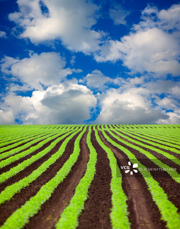 绿色农作物的田野图片素材