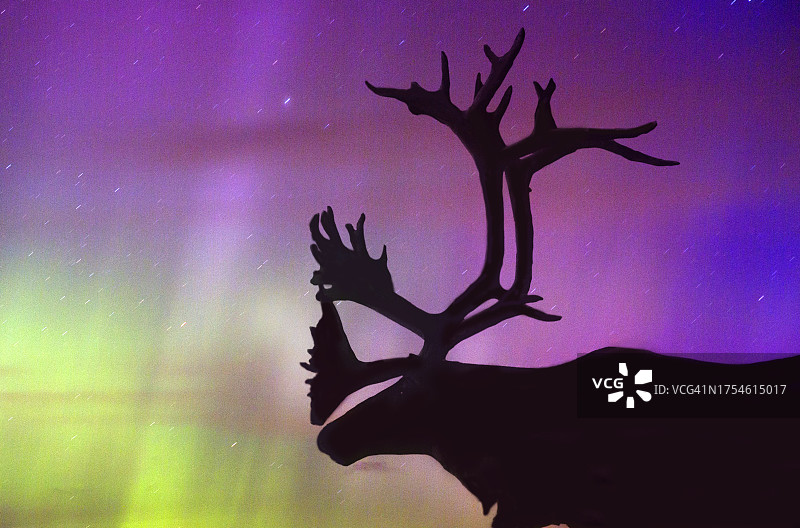 北极光下的驯鹿图片素材