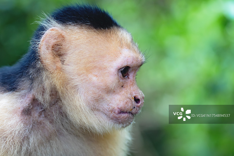 白面卷尾猴图片素材