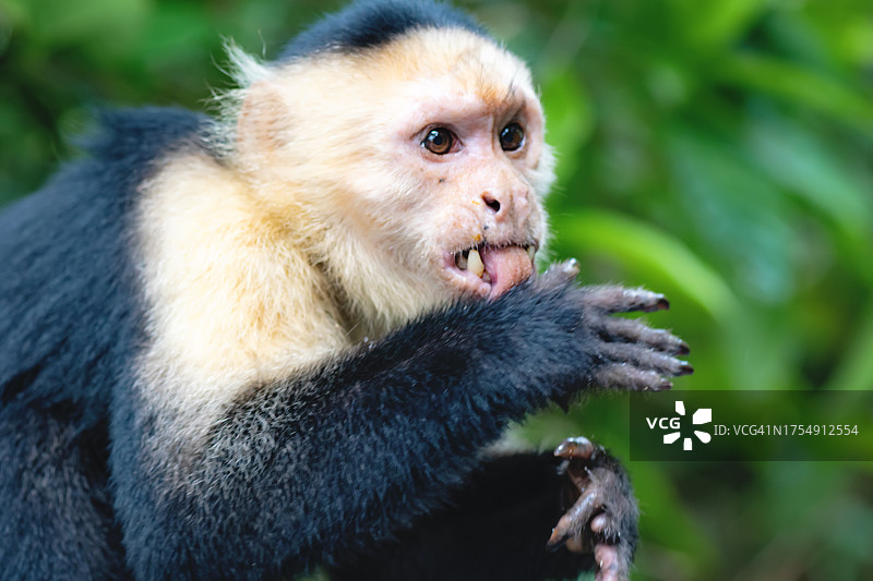 白面卷尾猴图片素材