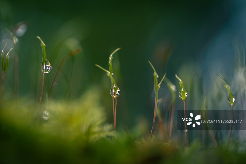 苔藓的特写图片素材