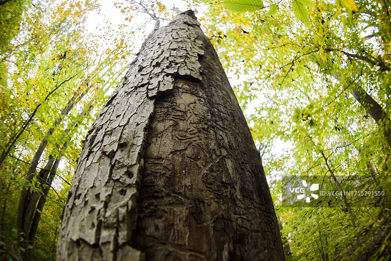 印第安纳州布卢明顿附近被翠绿的灰树蛀虫杀死的树木图片素材