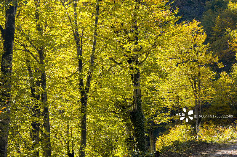 阿尔特温黑海地区马卡海尔的绚丽秋色图片素材