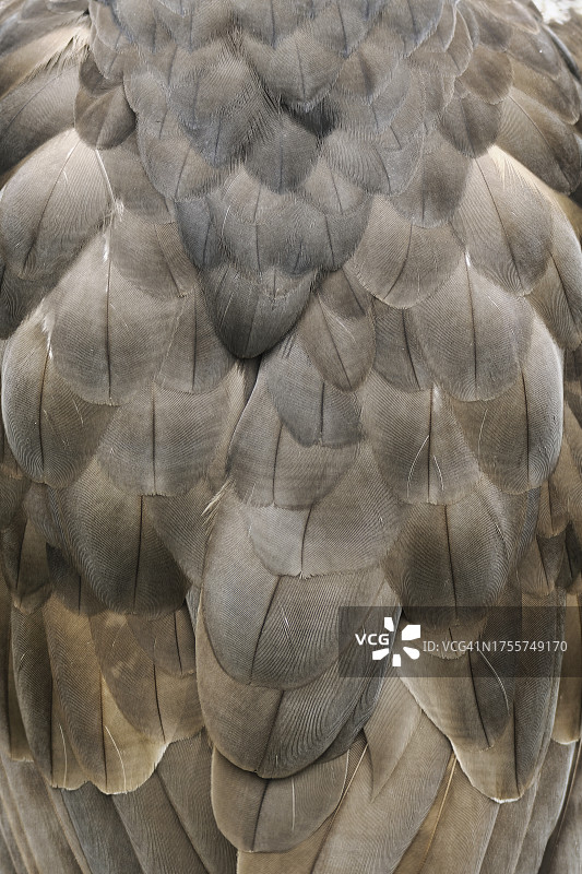 北 goshawk 背部羽毛特写图片素材