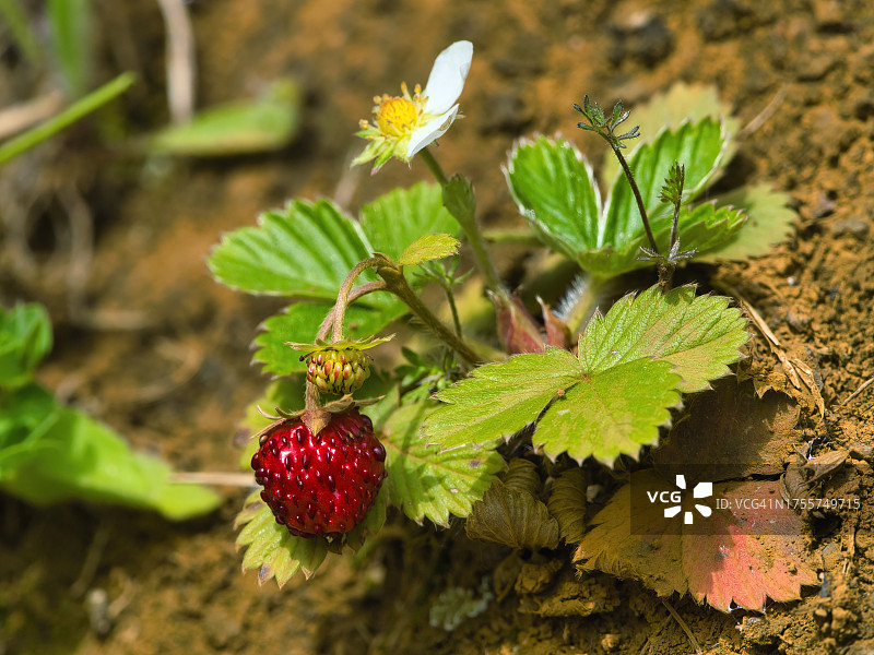 带有花和果实的野生草莓植物图片素材