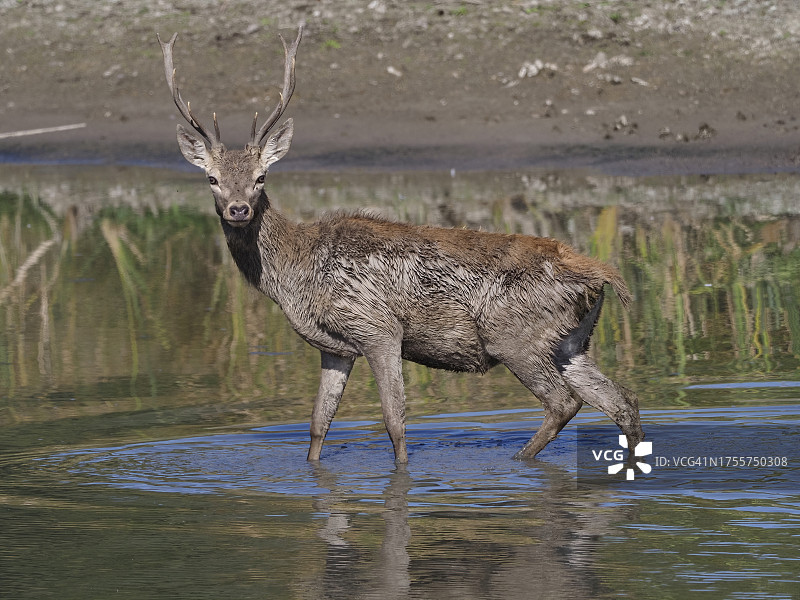 年轻的雄性红鹿满身泥泞地趟过泻湖的水，停下来看着镜头图片素材