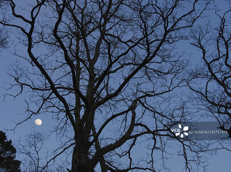 西班牙坎塔布里亚，萨哈-贝萨亚自然公园森林树枝间的月亮图片素材