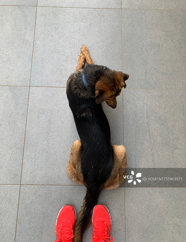 狗躺在人面前的个人视角图片素材