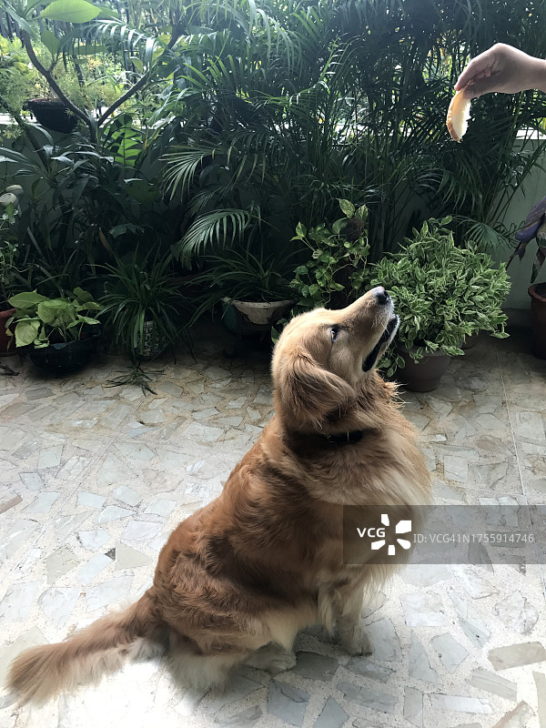 在印度花园里，手持面包片喂金毛寻回犬图片素材
